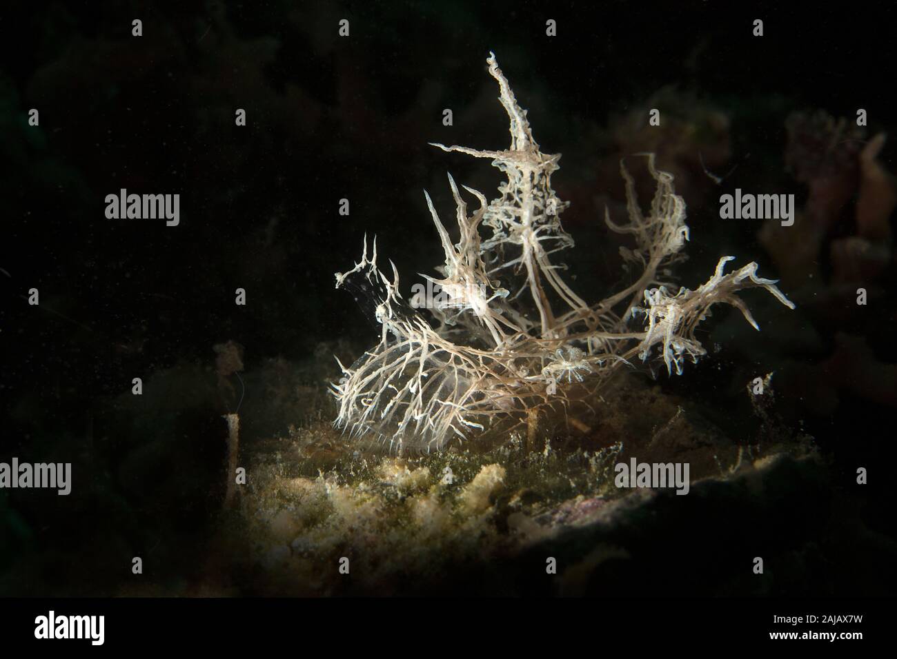 Nudibranch Melibe Colemani. Underwater macro photography from Anilao, Philippines Stock Photo