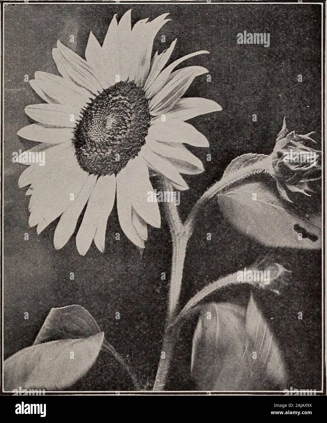 Elementary botany . Cephalanthus), etc., or in the short-ening of the peduncles in an umbel, as in the daisy, dandelion,and other composite flowers. In these the head is surroundedby an involucre, which in the young head often envelopes themass of flowers, thus affording them protection. In some othercomposites (Lactuca, for example) the involucre affords pro-tection for a longer period, even while the seeds are ripening. 826. The spadix — When the main axis of the flower clusteris fleshy, the spike or head forms a spadix, as in the Indian tur-nip, the skunk cabbage, the calla, etc. The spadix Stock Photo
