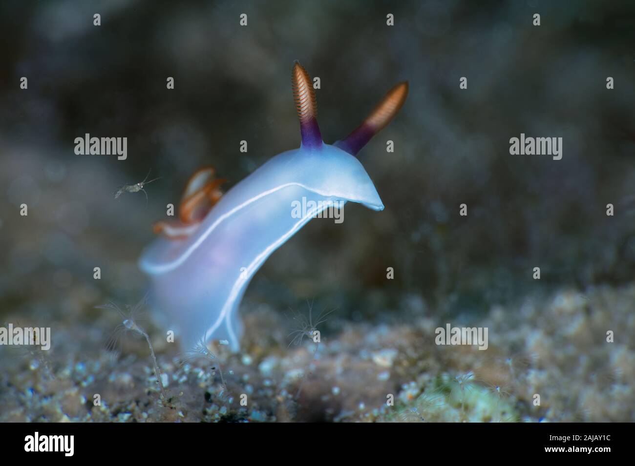 Nudibranch Hypselodoris bullockii.  Underwater macro photography from Anilao, Philippines Stock Photo