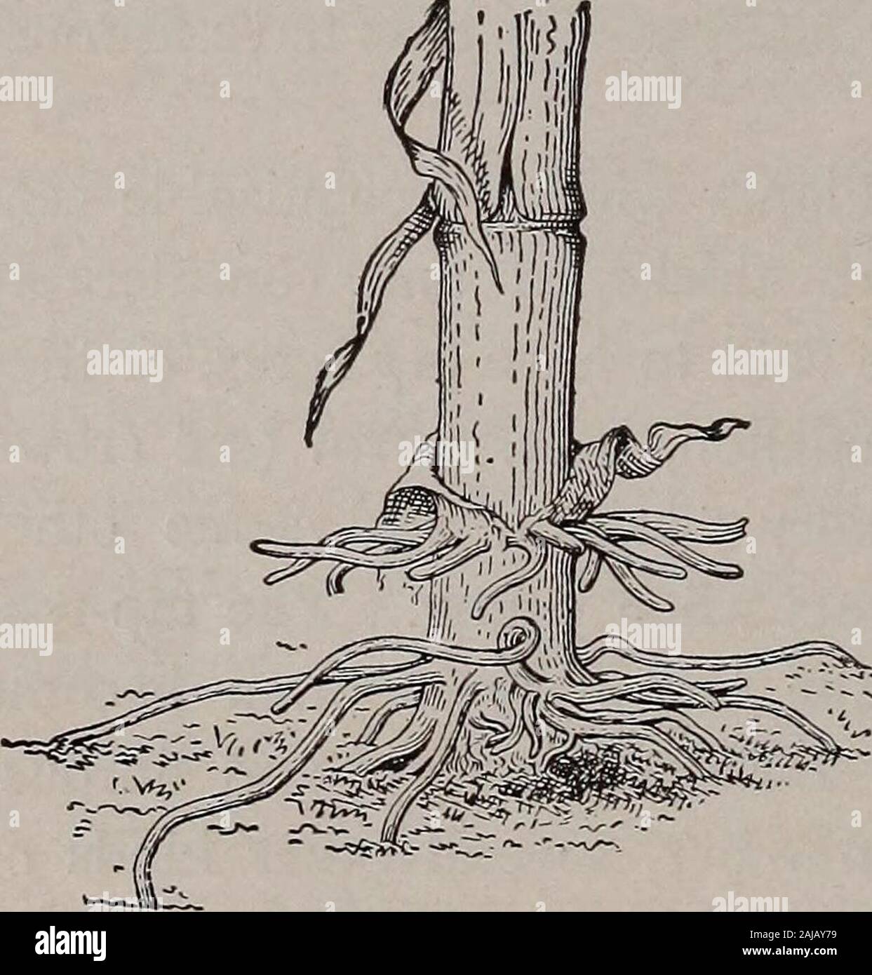 Climbing Stem Examples