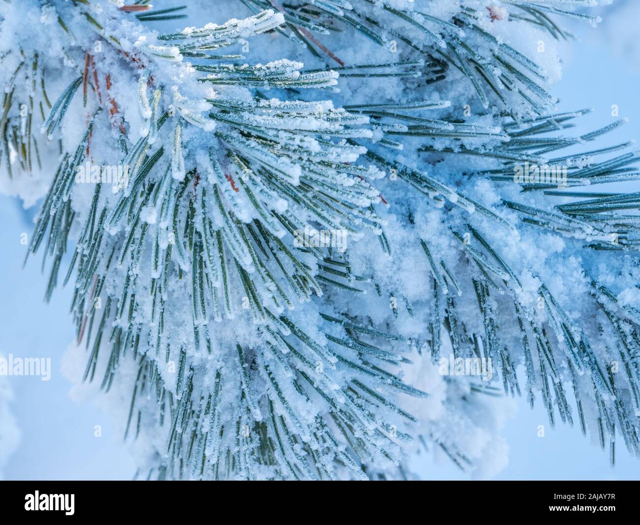 Pine needles with frost Stock Photo