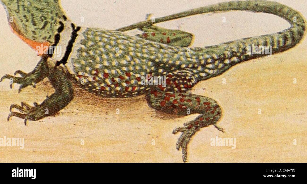 The reptile book; a comprehensive popularised work on the structure and ...