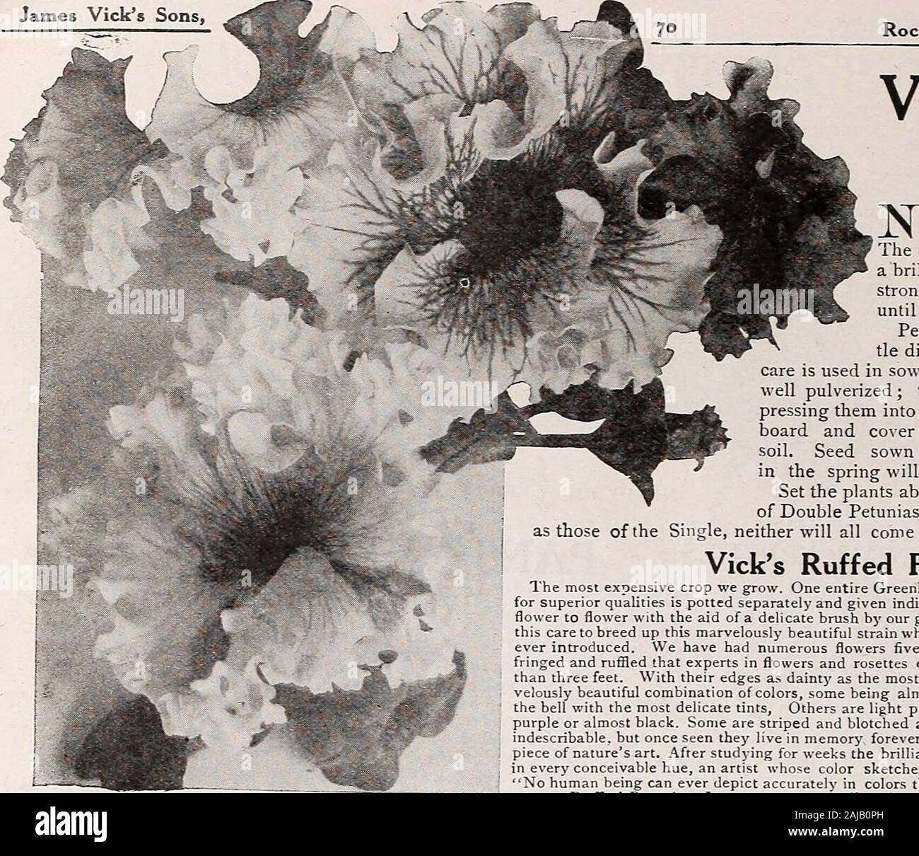 Vick's garden & floral guide : spring edition . GIANT-FLOWERING PANSYvegetables and flowers are given on each seed packet James Vicks Sons,. Rochester, N. Y., The Flower City VICKS RUFFLED PETUNIAS Single-Fowered Bedding Petunias Bedding varieties are unsurpassed for massing. They will make a mostshowy bed, giving a profusion of flowers from early summer until severe frost. Blotched and Striped, very symmetrically marked Pkt 10 Countess of Ellsmere. Dark rose, with fine white throat is General Dodds. Beautiful dark red 10 Rosy Morn. Dainty soft carmine-pink ; white throat; fine for border . 10 Stock Photo