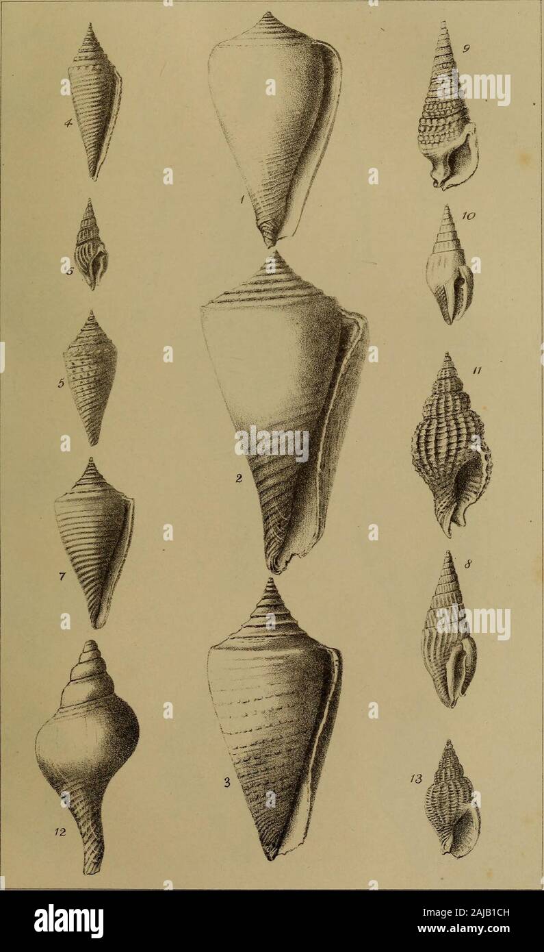 The Quarterly journal of the Geological Society of London . r are not so regularly arranged in rows, and assumemore the character of coarse squamose granules. EXPLANATION OF PLATES XYL-XYIII. (Illustrative of Tertiary Shells from Jamaica). Plate XVI. Fig. 1. Conus solidus, Sow. 2. stenostoona, Sow. 3. interstinctus, Gruppy. 4. gracilissimus, G-uppy. 5. granozonatus, Guppj. 6. Meurotoma Jamaicense, Gruppy. 7. Conus planiliratus, Sow. 8. Columbella ambigua, Guppy. 9. Cerithium pleheium, Sow. 10. Colwnbella gradata, Guppy. 11. Pkos Moorei, Guppy. 12. Fasciolaria semistriata, Sow. 13. Phos elegans Stock Photo