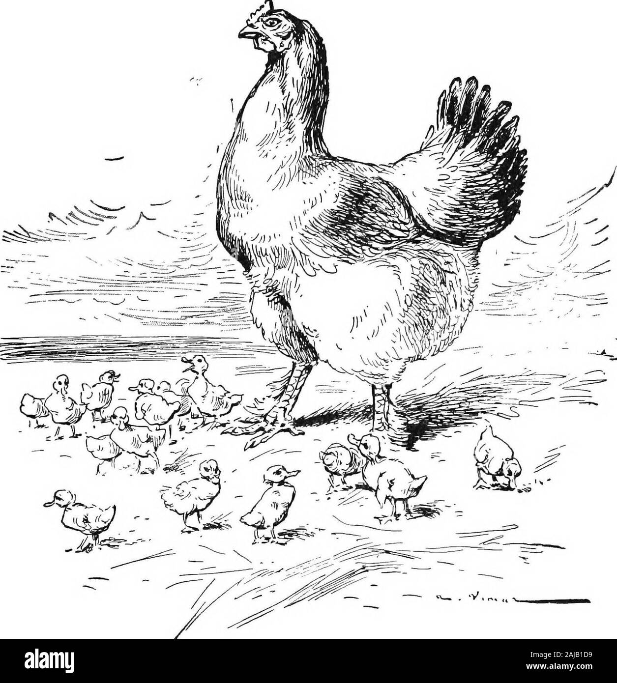 The curly-haired hen . kelter onto her broad back. As oftenhappens with nurses, YoUande loved the ducklings as her ownchildren, and without worrying about their shape or plumage,so different from her own, she showered upon them proofs ofthe tenderest affection. Did a fly pass within their reach, allthese little ones jumped at it—tumbling in their efforts to catchit. The little yellow balls with their wide-awake air never tooka seconds rest. Well cared for and well fed, they grew so rapidly that soonthey had to have more space. Mother Etienne housed themthen on the edge of the pond in a lattice Stock Photo
