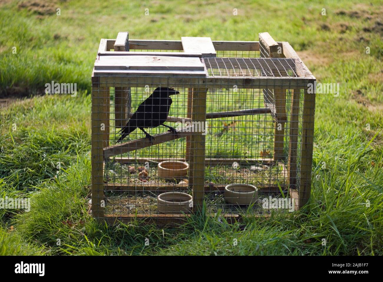 LARSEN TRAP used for controlling numbers of corvids (crows), considered as pests or 'vermin' by game managed estates and others. Live decoy bird used. Stock Photo