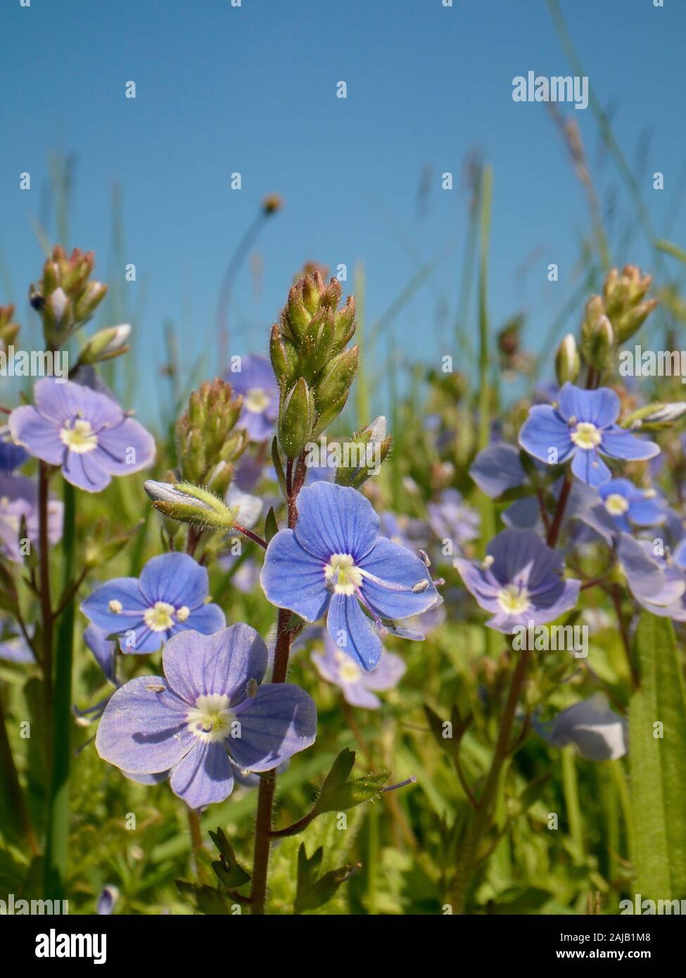 Germander speedwell (Veronica chamaedrys) clump flowering in a chalk grassland meadow, Wiltshire, UK, May. Stock Photo