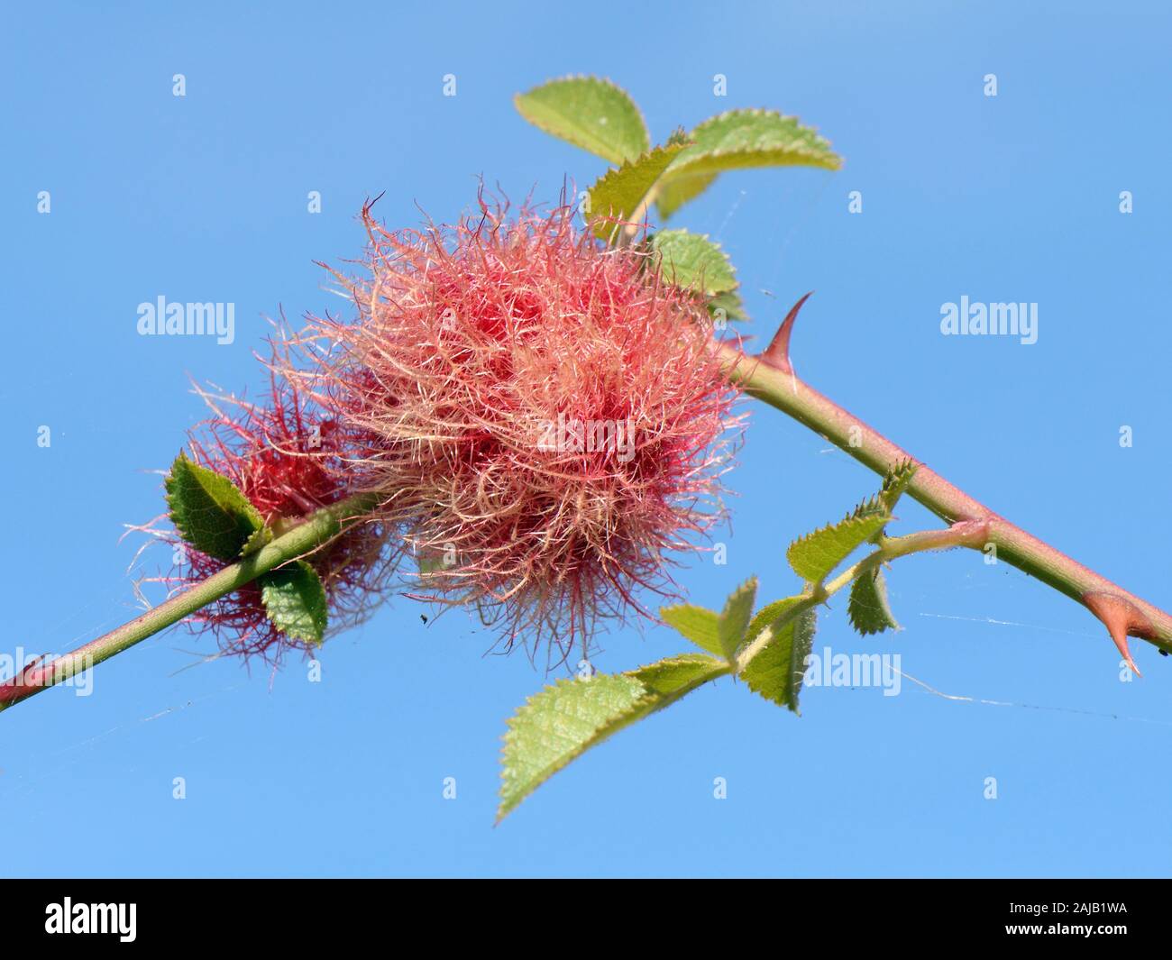 Robin's pincushion gall on Dog rose (Rosa canina) stem caused by the Bedeguar gall wasp (Diplolepis rosae), Wiltshire, UK, September. Stock Photo