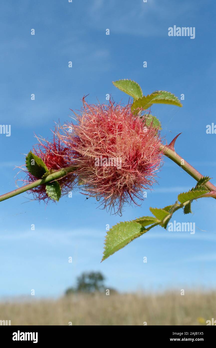 Robin's pincushion gall on Dog rose (Rosa canina) stem caused by the Bedeguar gall wasp (Diplolepis rosae), in a meadow, Wiltshire, UK. Stock Photo