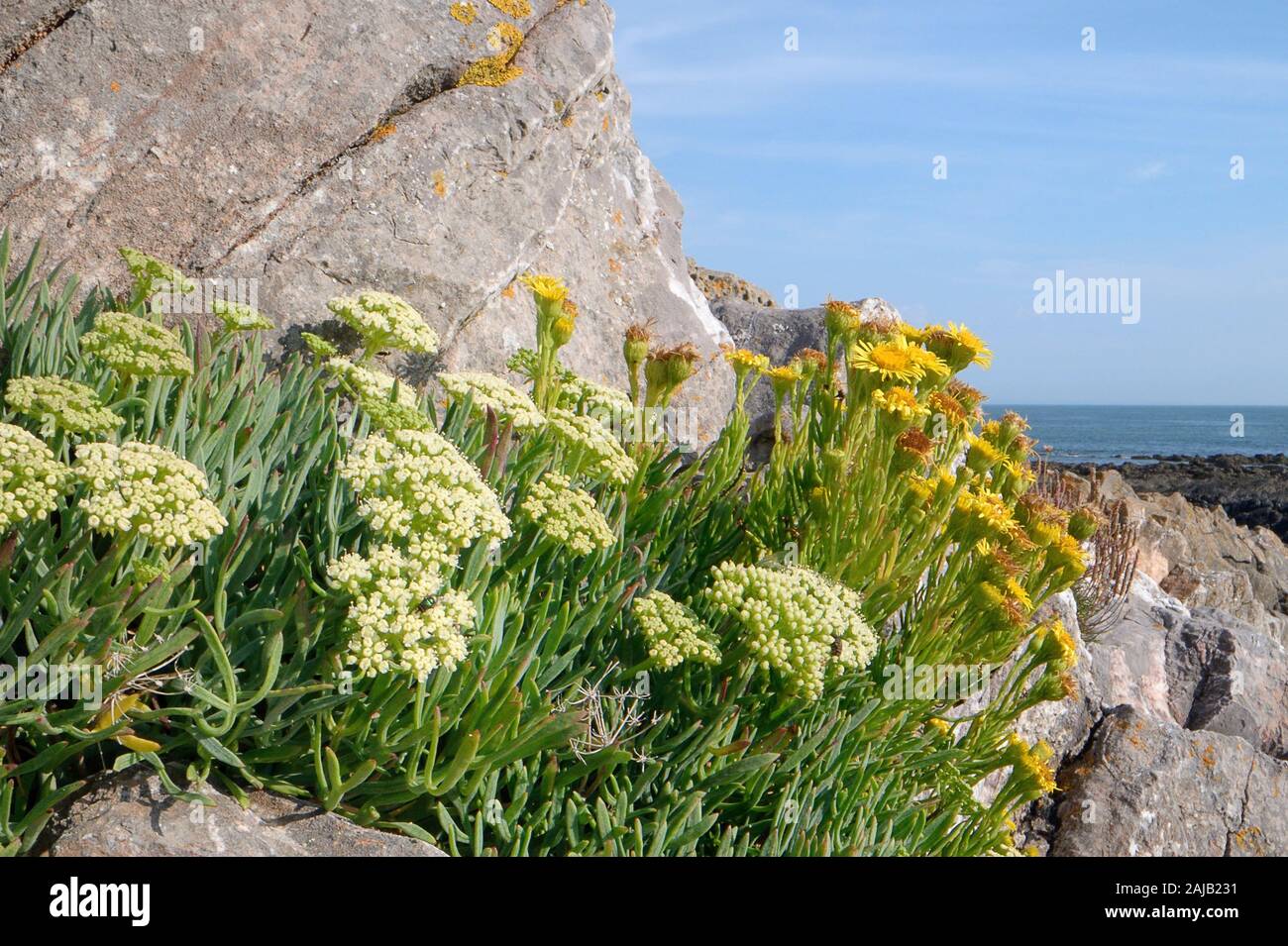 Rock samphire / Sea Fennel (Crithmum maritimum) and Golden samphire (Inula crithmoides) clumps flowering among coastal rocks, The Gower, Wales, UK. Stock Photo