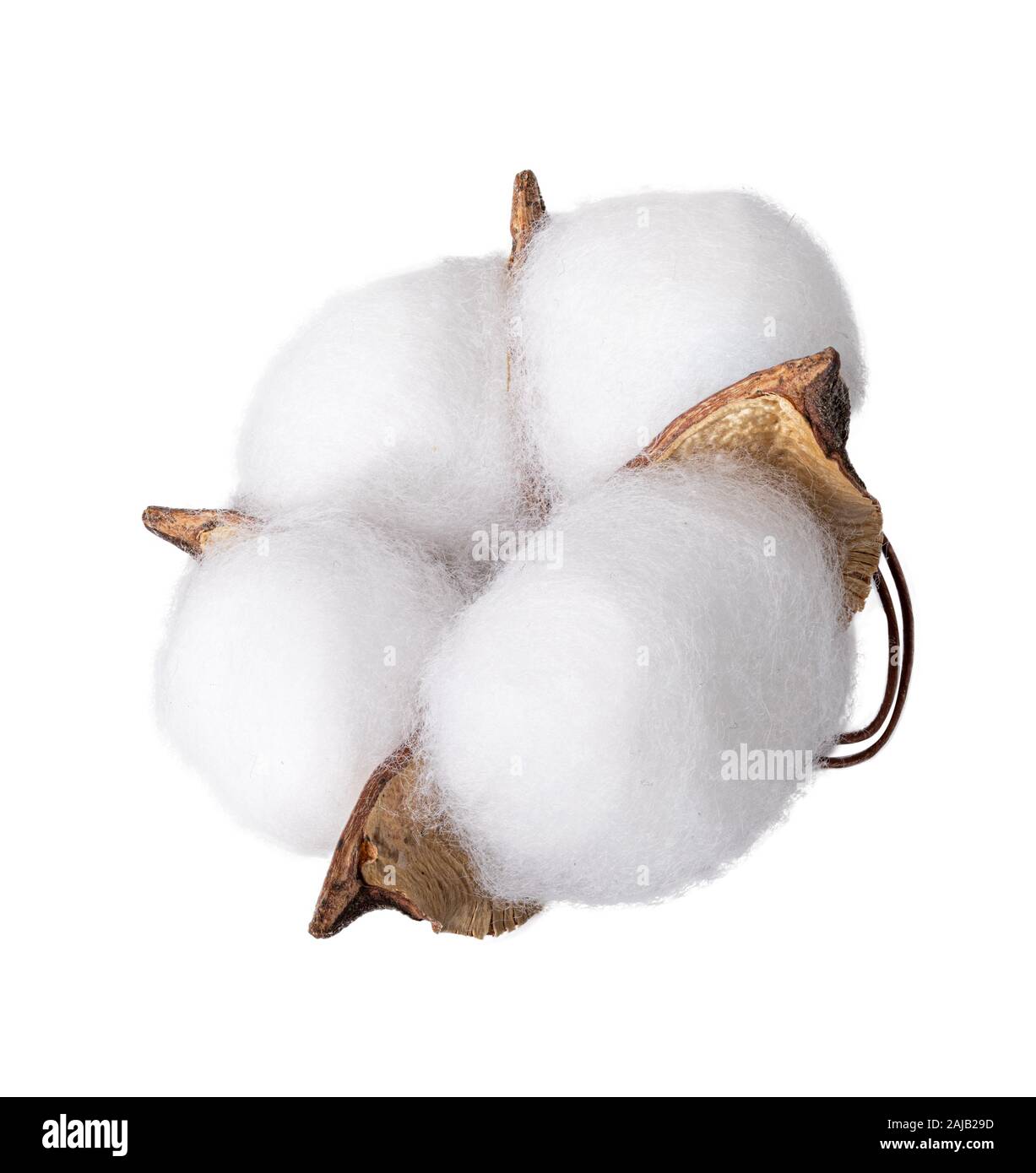 Fluffy cotton ball of cotton plant on a white background. Clipping path
