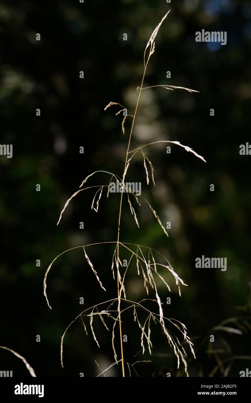 Wood millet (Milium effusum), a tall grass of damp shady woodlands, flowering in a ride, Lower Woods, Gloucestershire, UK, September. Stock Photo