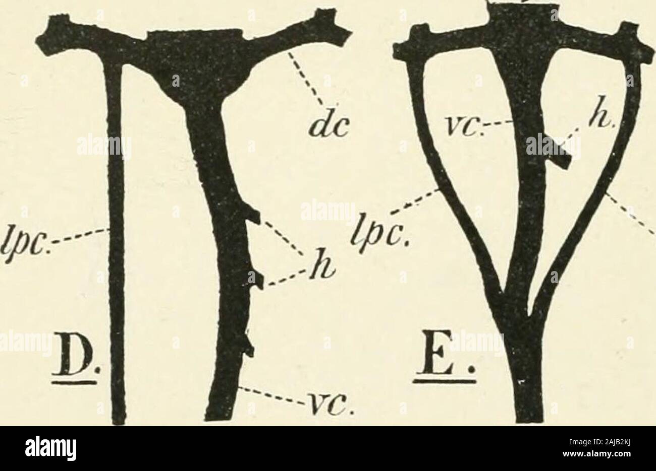 A treatise on zoology . rotopterus annectens, Owen,ventral view. (After W. N. Parker.)as, anastomosis between posteriorcardinals; c, conus; c.v, caudalvein ; g.h, gall-bladder; h.p, hepaticportal vein; h.r, hepatic vein; i,intestine ; i.j, inferior jugular em :j, jugular vein ; /., kidney ; I, liver ;l.p.c, left posterior cardinal; o,otriura; oes, oesophagus; o.v,ovarian vein ; %i, pericardium ; p.v,parietal vein ; r.p, renal portal ;r.p.c, right posterior cardinal ; scl,subclavian vein ; st, stomach; tvventricle ; v.c, vena cava. 254 DIPNOI provided with a considerable amount of yolk, and su Stock Photo