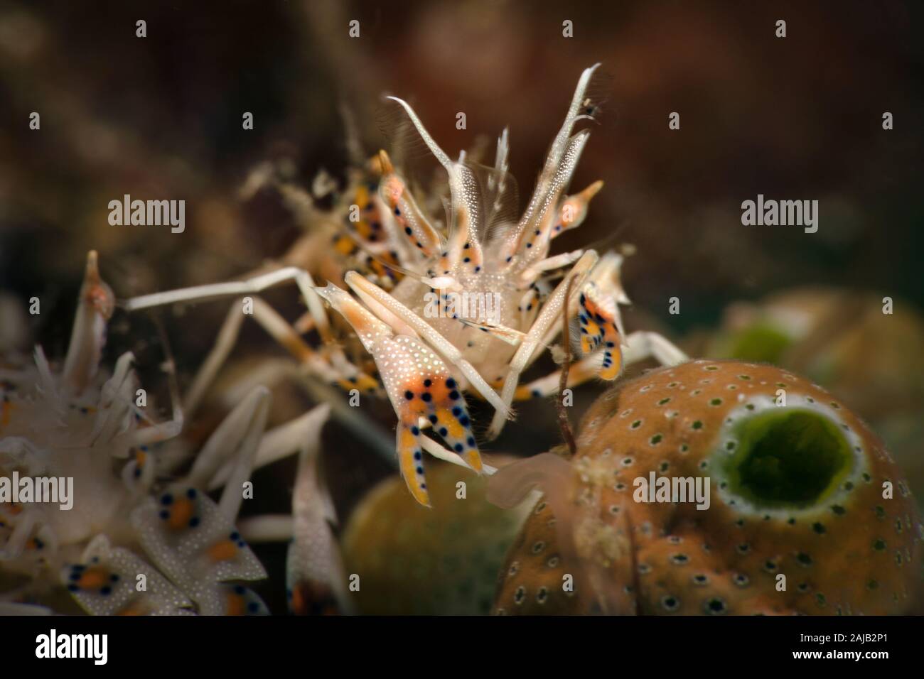 Spiny tiger shrimp (Phyllognathia ceratophthalma). Underwater macro ...