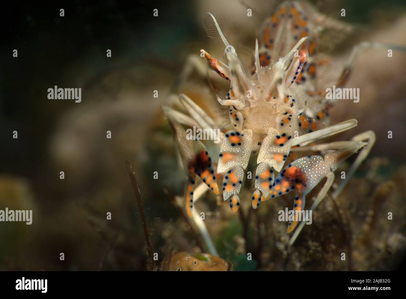 Spiny tiger shrimp (Phyllognathia ceratophthalma). Underwater macro ...