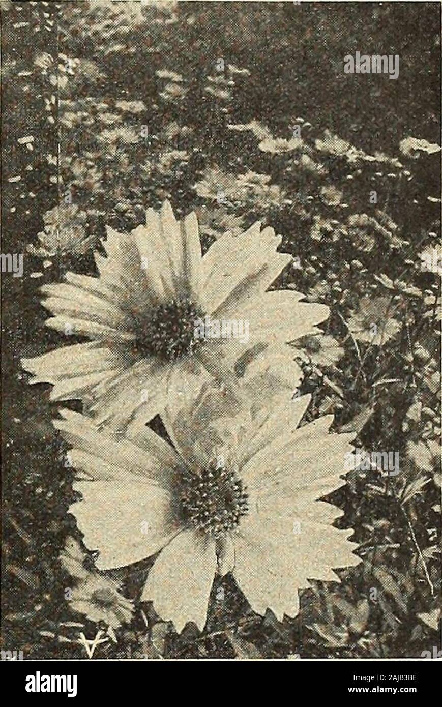 Vaughan's seed store . 5153 —Jackmanii, Large Flowering Mixed. Blue, white and purple. x/i oz., 75c. Pkt. 15c (For other Clematis, see Climbing Vines.)COREOPSIS (Tickseed). June to Oct. Hardy plants that bloom throughout the summer, very much in demand for cutting. 5154 —Lanceolata. 2 ft. Large orange-yellow flowers, much prized for cutting, Plants, each 15c; doz., $1.50; 100, $10.00. M oz. 20c Pkt. 10c —Grandiflora Eldorado. Large flowers, brilliant orange yellow. Each, 15c;doz., $1.50. Rosea. 12 in. Beautiful pale rose. Plants, each 20c; doz., $2.00; 100, $12.00. 5156 CRUCIANELLA Stylosa. 6 Stock Photo
