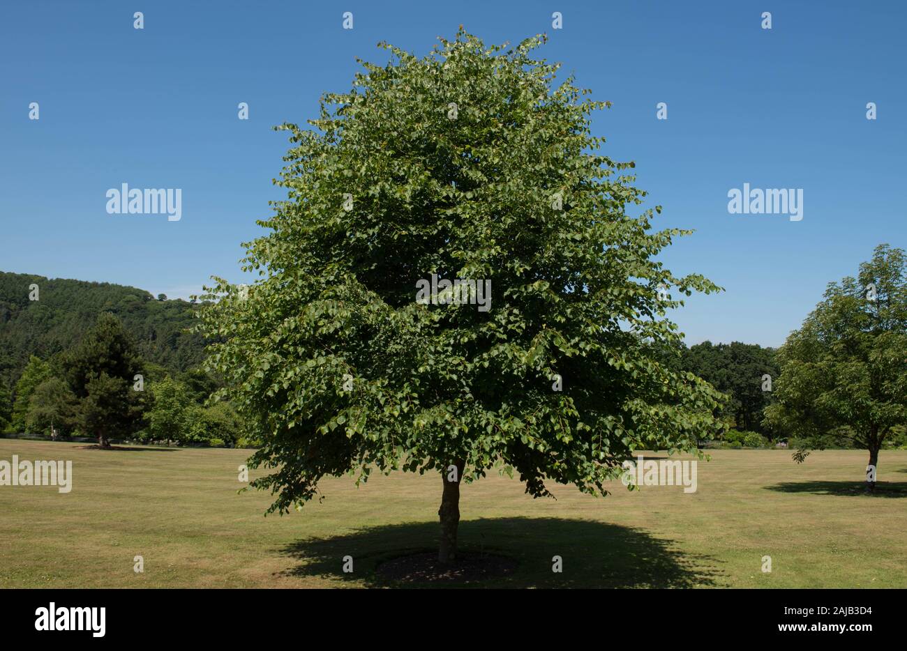 Spring Foliage of a Small Leaved Linden or Lime Tree (Tilia cordata) with a Bright Blue Sky Background in a Park in Rural Devon, England, UK Stock Photo