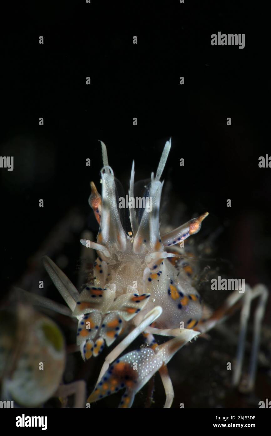 Spiny tiger shrimp (Phyllognathia ceratophthalma). Underwater macro ...