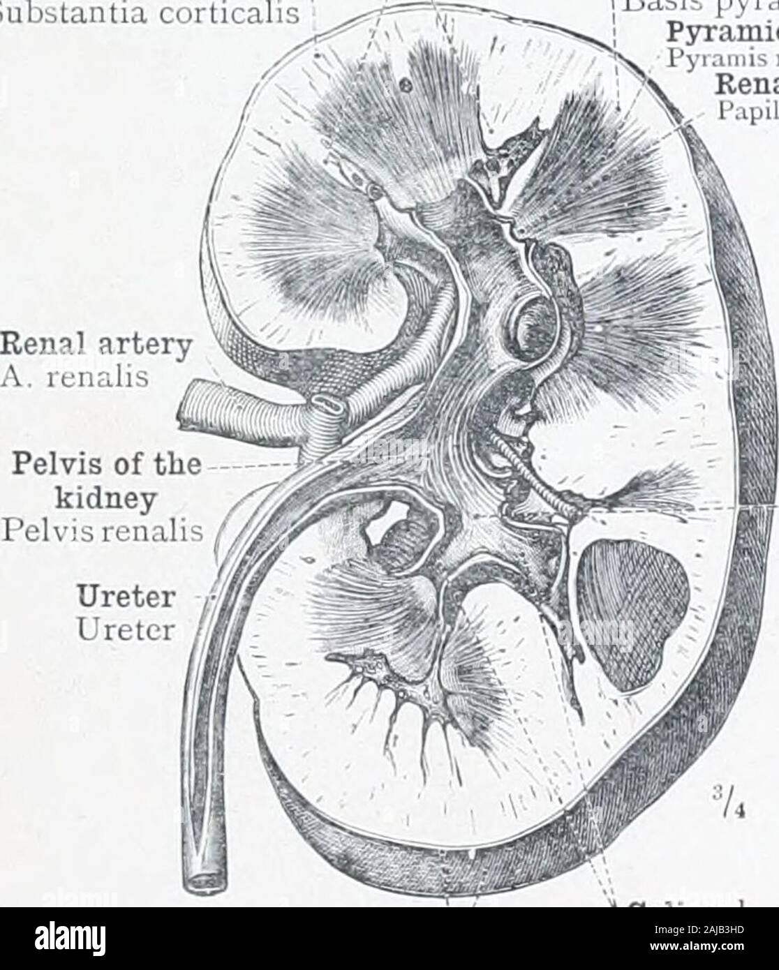 Renal Calyces Stock Photos & Renal Calyces Stock Images Alamy