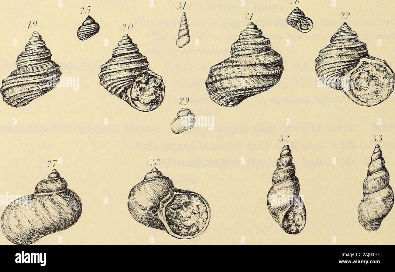 Monograph of the Palaeontographical Society . (, H Srmr/^i-iin PLATE XVI. Fig. 1. Astarte Vallisneriana, Xi??^. Gutta-percha cast of the right valve, natural size. The original is from Whitley. 2. Astarte Tunstallensis, King. Right valve (twice the natural size) of a testiferous specimen. Tunstall Hill. 3. AUerisma elegans, King. Right aspect of a cast (natural size) showing impres- sions of the anterior and posterior adductor muscles{a and h); and sinus (c) in the pallial line. HumbletonHill. 4. — — Umbonal aspect (natural size) of a cast. Humbleton Hill. Belonging to Mr. J. de C. Sowerby. 5. Stock Photo