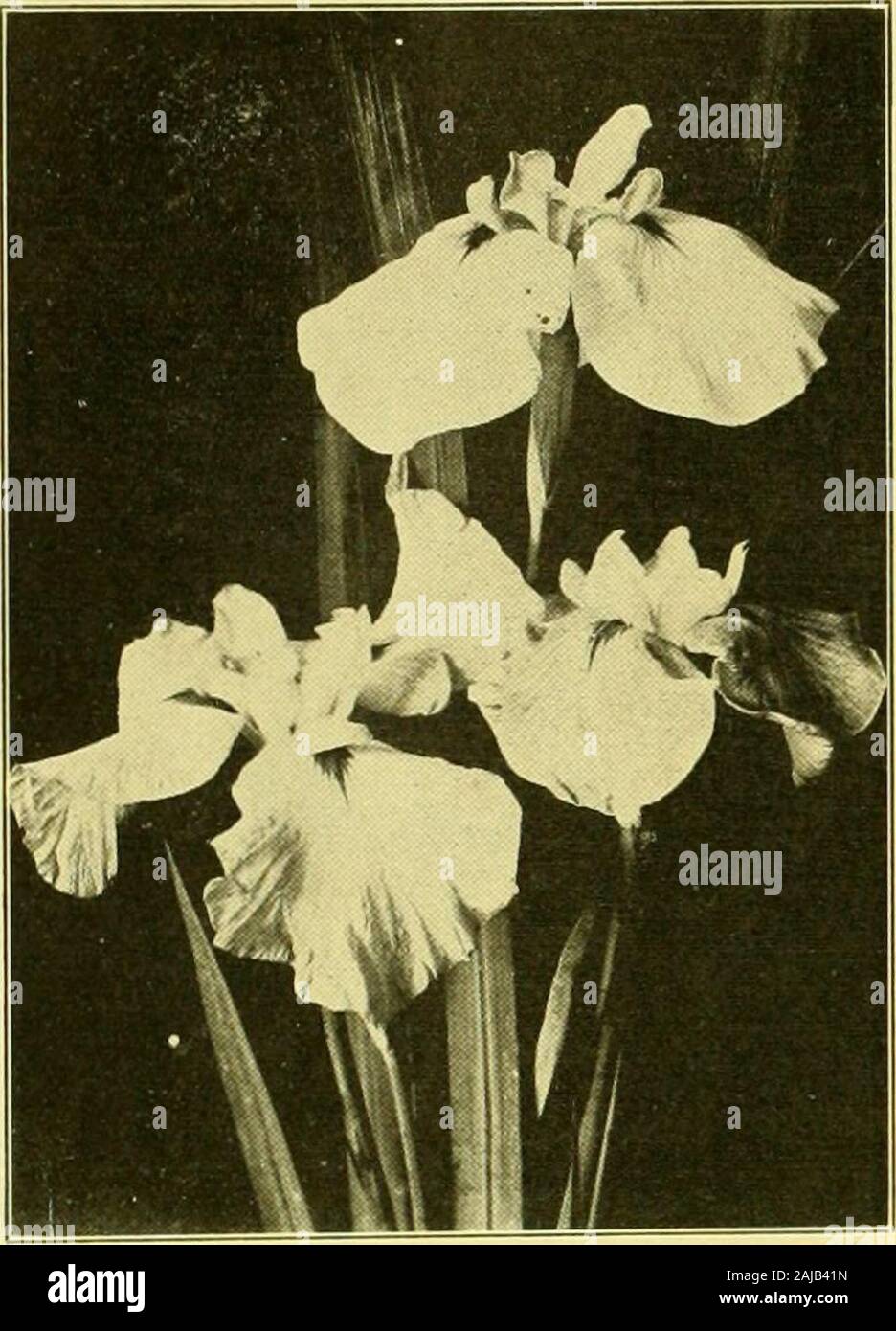 hurrell hires stock photography and images Alamy