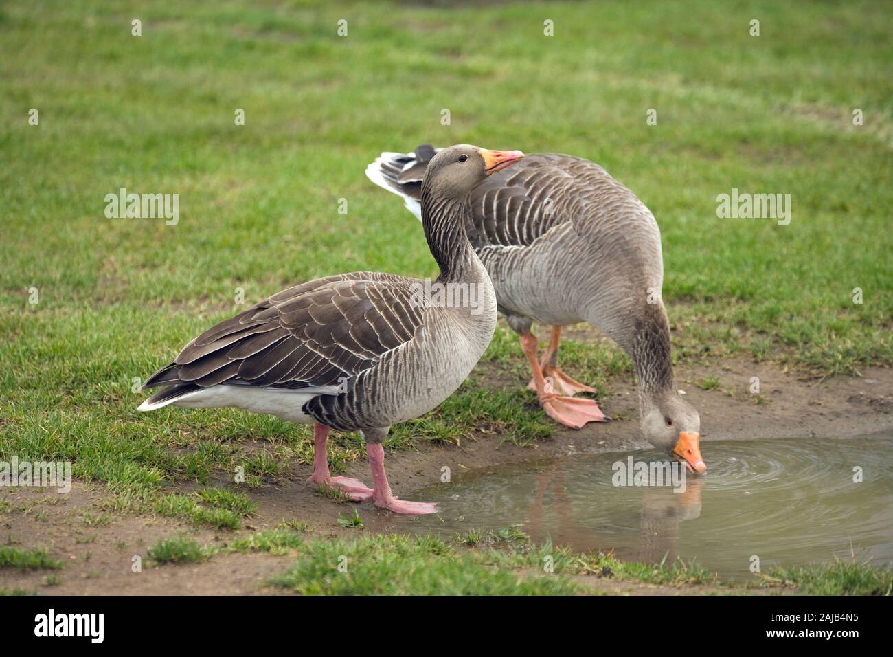GREYLAG GEESE Anser anser. NB difference in leg colour between birds. Pink and orange. Left example the Western, right, Eastern A. a. rubrirostris. UK Stock Photo
