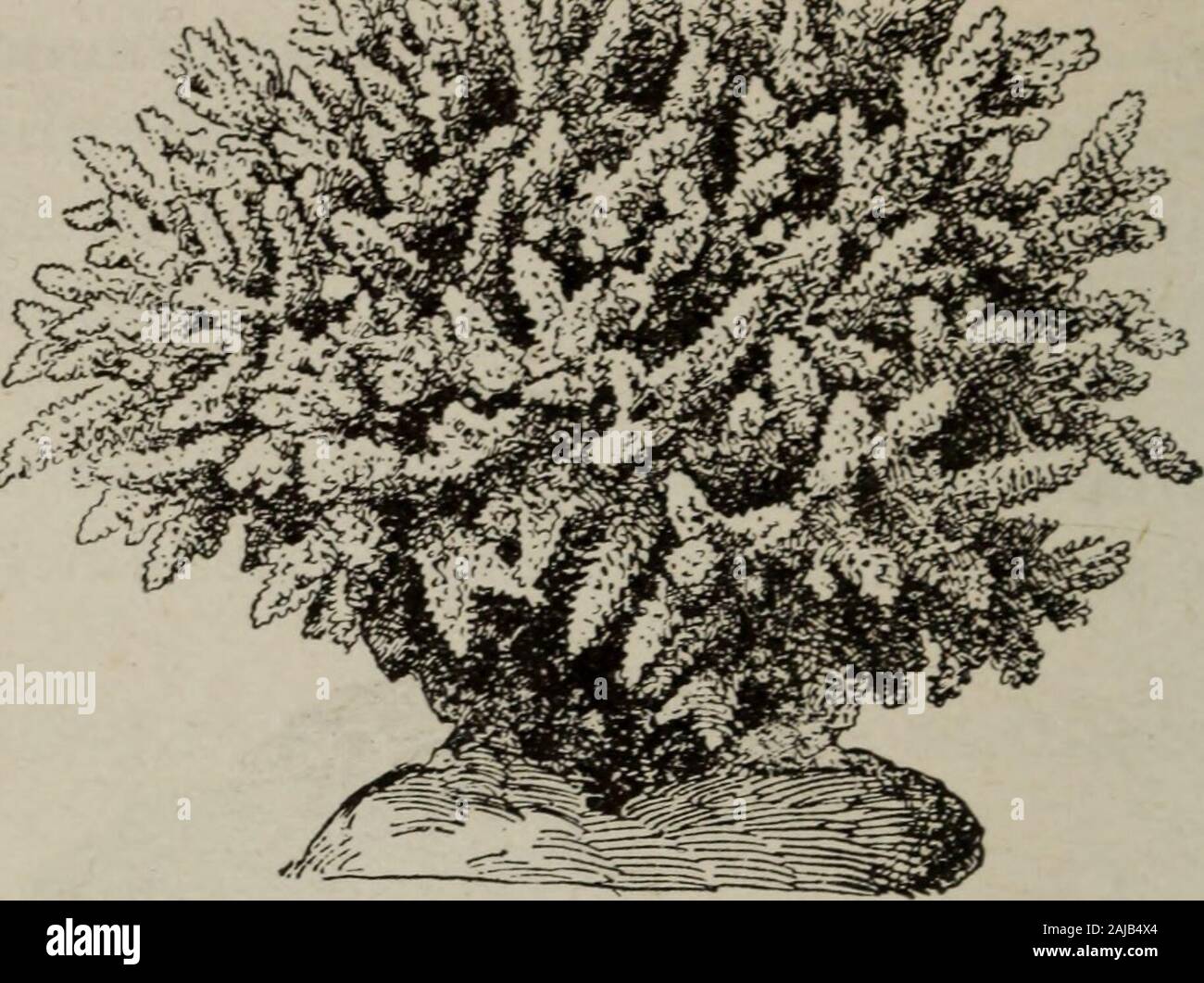 Abrégé de géologie . Fig. 18. — Coraux ou Polypiers. entourée de 8 tentacules. La cavité digestive de chacundes individus, ou polypes, communique par des canaux par-ticuliers avec les cavités digestives des autres polypes de lamême colonie. Ces animalcules sécrètent, à laide du cal-caire dissous dans leau, une paroi résistante, qui, par le Fig. 18. — A, branche de corail, p, polype étalé ; p polype con-tracté ; c, partie morte du polypier, c*-à-d. ne contenant plus dindi-vidus vivants ; 1, logette où vivait un polype. — A droite, polypier(ou corail) du genre Madrépore. 48 GÉOLOGIE travail com Stock Photo