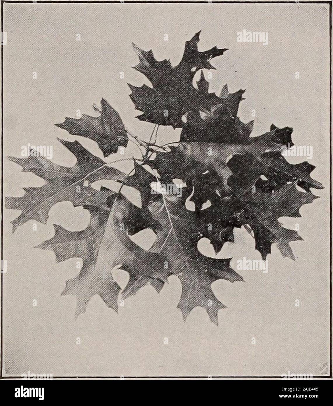 Elementary botany . es willshow all gradations fromsimple leaves with plane edges to those which are cut or divided, asin compound leaves, and the lobes are often variously indented. 758. Divided, or compound leaves.—The rose, sumac, elder,hickory, walnut, locust, pea, clover, American creeper, etc., areexamples of divided or compound leaves. The former are pin-nately compound, and the latter are palmately compound. Theleaf of the honey-locust is twice pinnately compound or bipin-nate, and some are three times pinnately compound.* It is * Some of the different terms used to express the kinds o Stock Photo