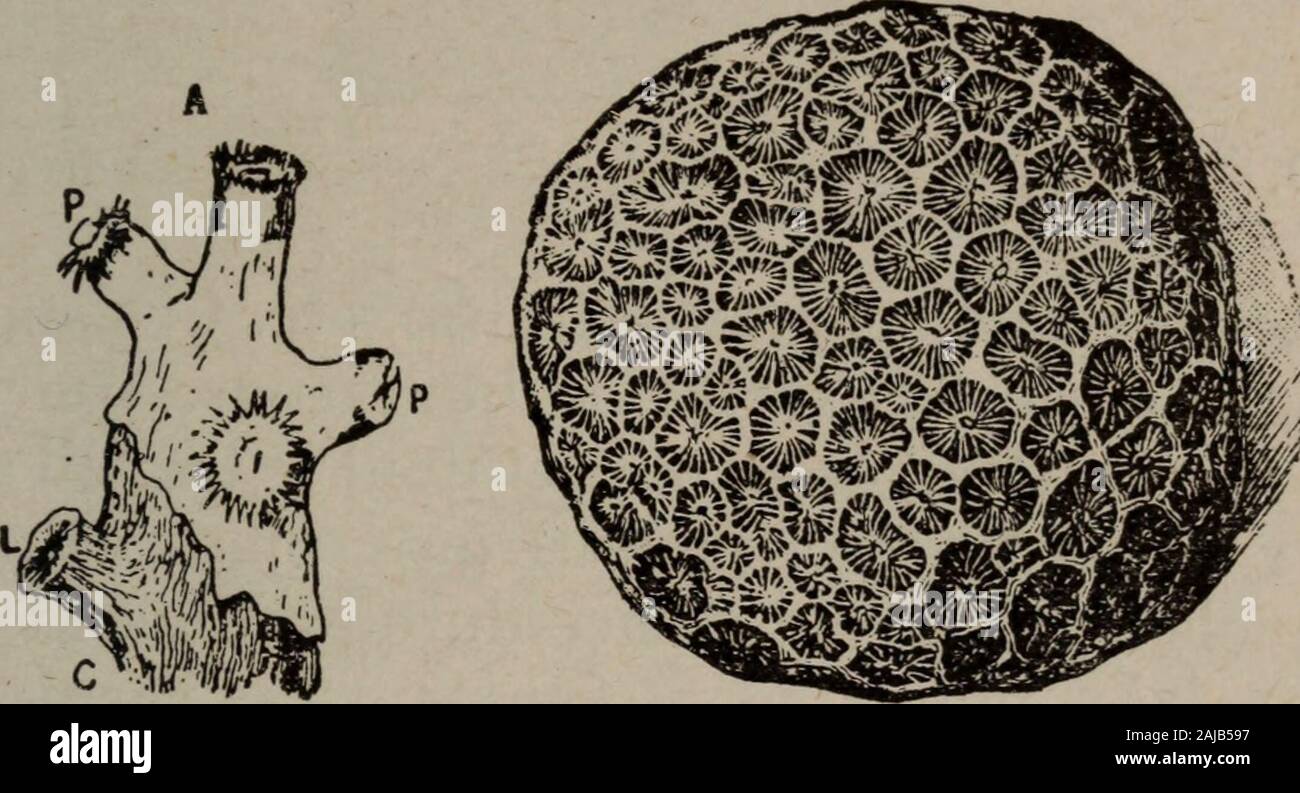 Abrégé de géologie . Fig. 17. — Un Foraminifère. LES ORGANISMES VIVANTS 47  2° Radiolaires.— Autres animalcules pourvus de fila-ments, et dont le  squelette est siliceux. Ils flottent aussidans les eaux de