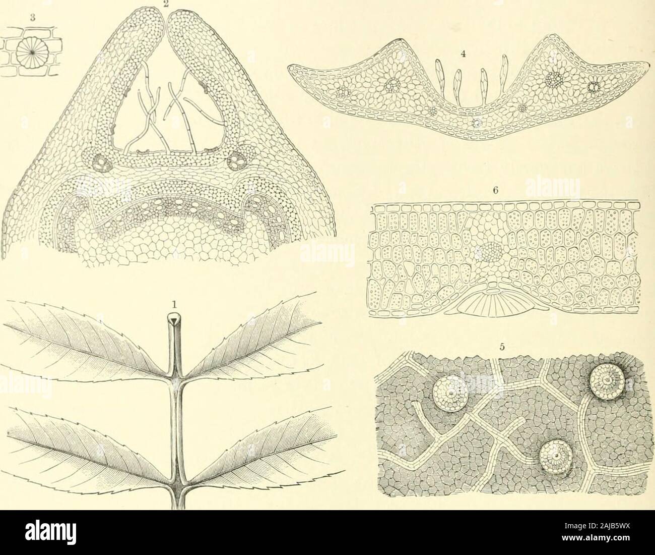 The natural history of plants, their forms, growth, reproduction, and distribution; . depressions are formed, and in the middle of each depression there is a club-shaped structure composed of small thin-walled cells, which contain slimy, viscidsubstances and act as absorbent organs. The rain which falls upon the uppersurface of the leaf gets drawn over the edges on to the under surface, fills the smalldepressions occurring there, and is taken up by the absorptive apparatus. A 232 ABSORPTION-CELLS ON LEAVES, similar contrivance is also exhibited by the leaves of alpine roses and those of theAme Stock Photo