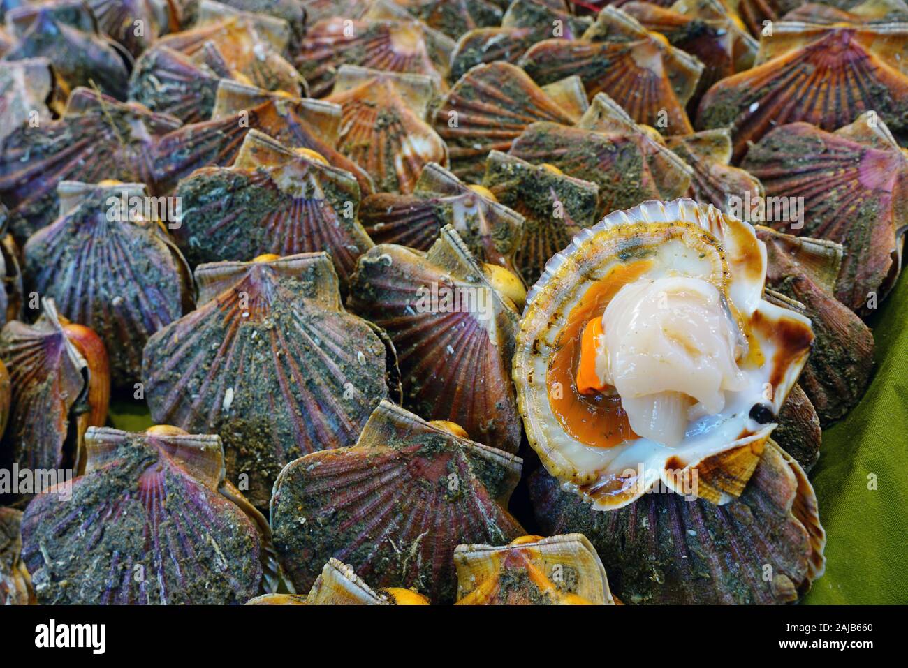 Fresh scallops in the shell at a seafood market in France Stock Photo Alamy