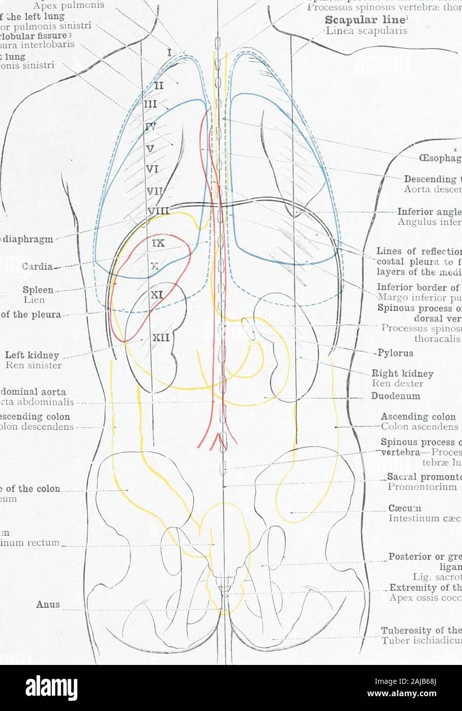 An atlas of human anatomy for students and physicians . of the spleen are black. GUIDE-LlNES FOR THE DETERMINATION OF THE POSITION OF THE THORACIC ORGANS : ANTERIOR MEDIAN LiNE, Sternal Line (sec Appendix, note ), Parasternal Line {see Appendix-, note ), and Mamillary Line seeAppendix, note *). The Ribs are distinguished by Roman Numerals. Projection-Outlines of the Thoracic and Abdominal Viscera. TOPOGRAPHICAL ANATOMY OF THE THORACIC AND ABDOMINAL VISCERA 487 Cervical pleura- Cupula pleuraeApex of the lungApex pulmonisUpper lobe of ihe left lungLobus superior pulmonis sinistri •-,,Interlobul Stock Photo