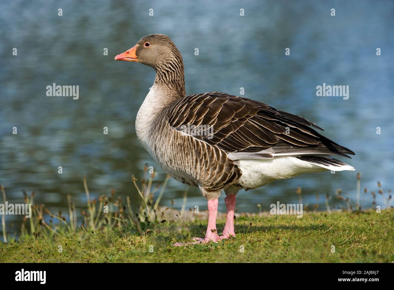 GREYLAG GOOSE (Anser anser).  Profile. Standing on a short, grass bank, alongside a lake. Norfolk. UK. Identification features, orange bill, pink legs. Stock Photo