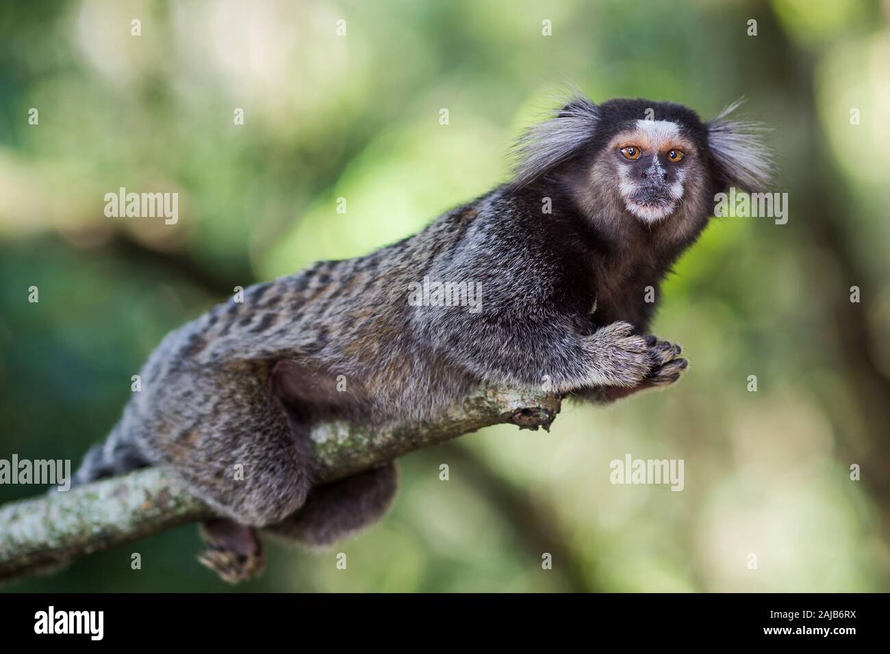 Sagui monkey in the wild in Rio de Janeiro, Brazil. Stock Photo