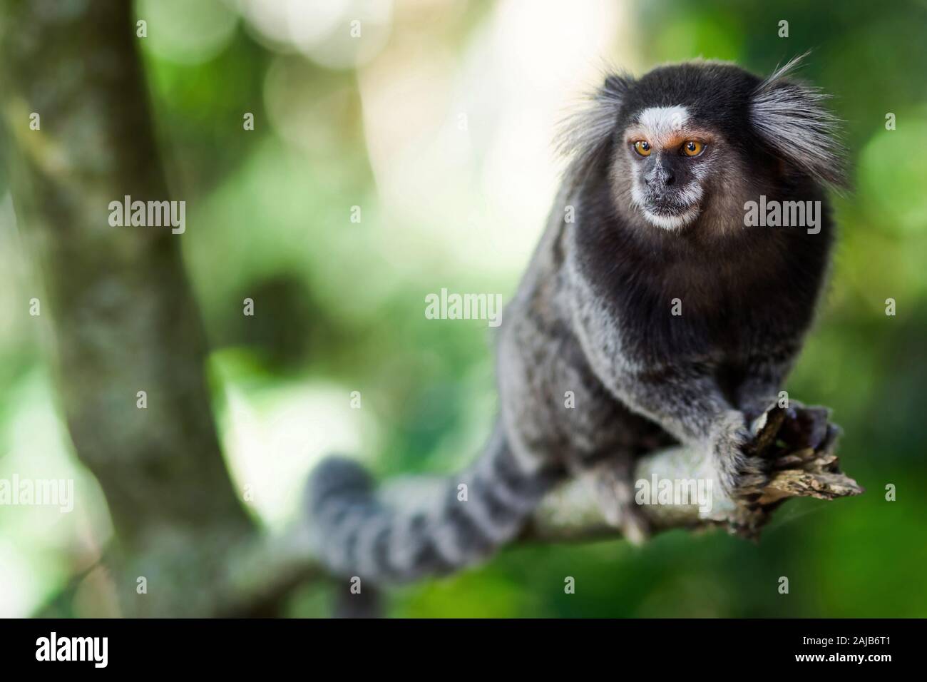 The tiny sagui monkey in the wild in Rio de Janeiro, Brazil. Stock Photo