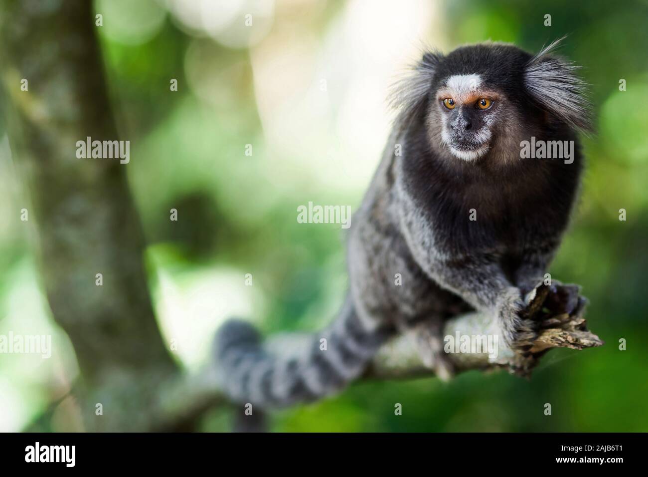 Mico sagui hi-res stock photography and images - Alamy