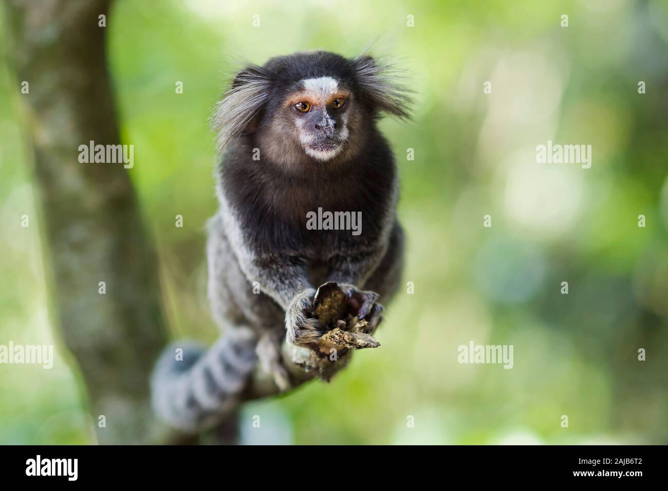 Sagui monkey in the wild in Rio de Janeiro, Brazil. The black-tufted marmoset (callithrix penicillata) lives primarily in the Neo-tropical gallery for Stock Photo
