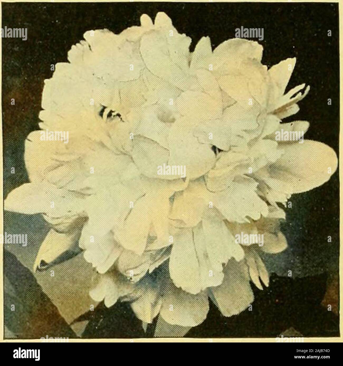 The Florists Exchange A Weekly Medium Of Interchange For Florists Nurserymen Seedsmen And The Trade In General 00 4 50 36 00 1 60 12 00 1 50 12 00 2 50 00 1 60 16 00 1 50