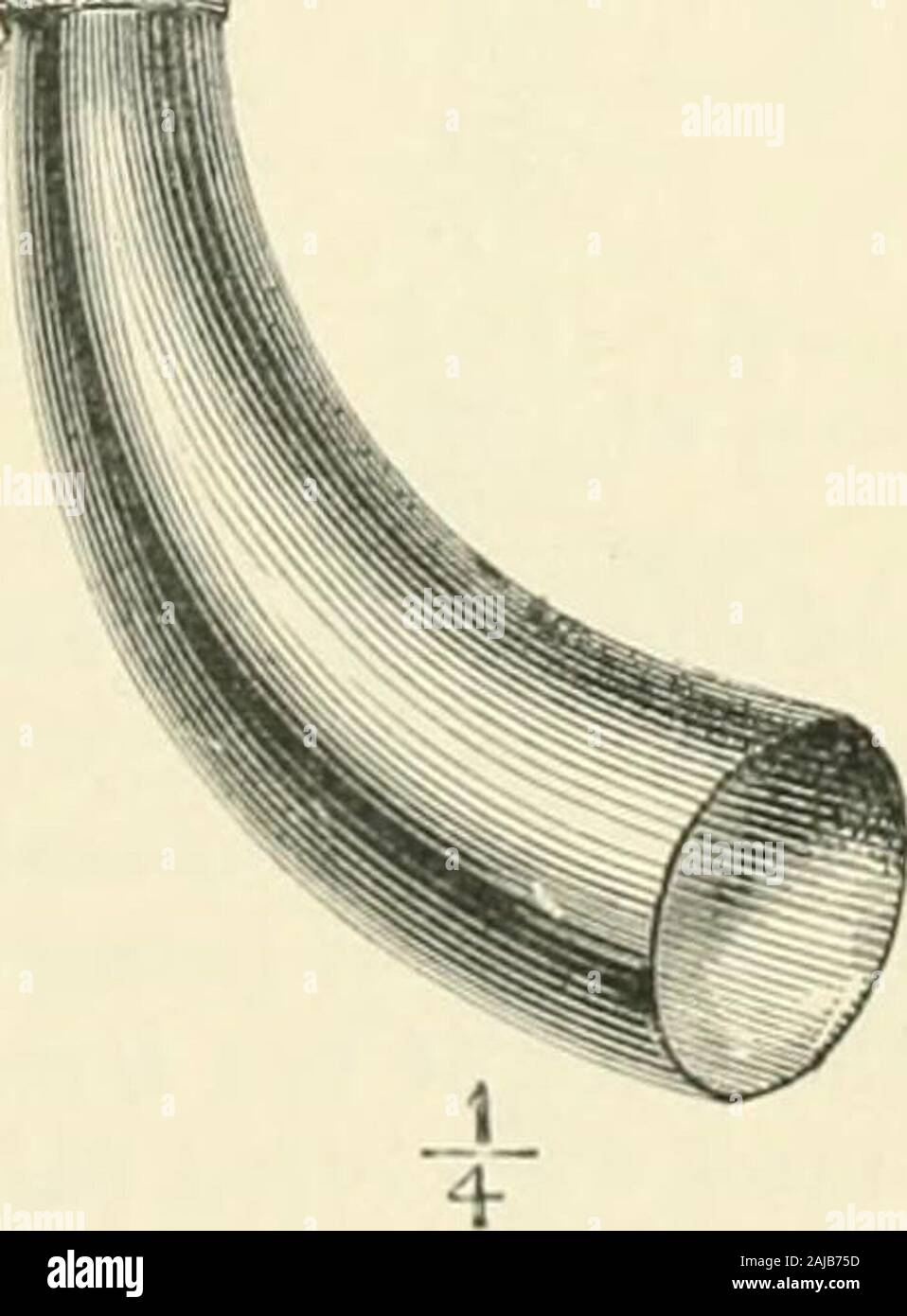 Handbook to the ethnographical collections . Fig. 267. Flutes of