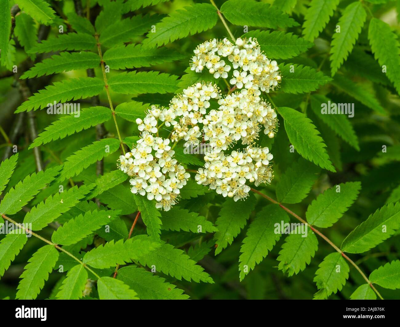 Cream coloured flowers and green leaves on a rowan tree, Sorbus Stock Photo