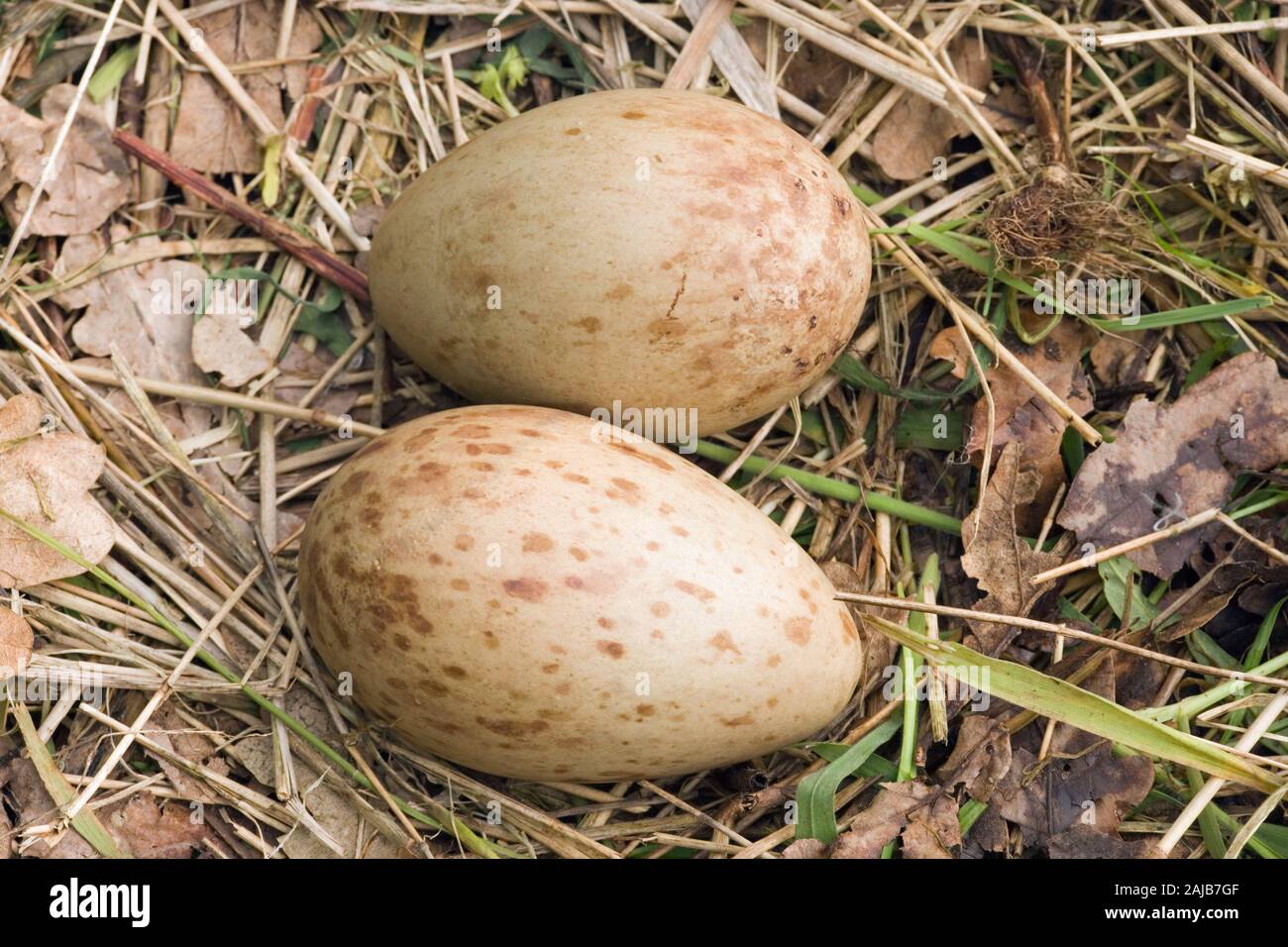 EURASIAN CRANE (Grus grus).  Clutch of two eggs, on nest lined with pieces of local vegetation. Stock Photo