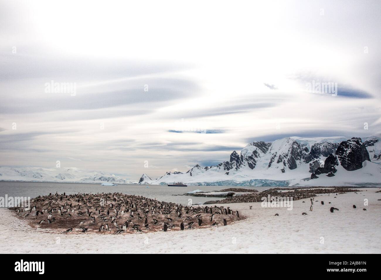 Gentoo at Curverville Island, Antarctic Peninsula, Antarctica Stock Photo