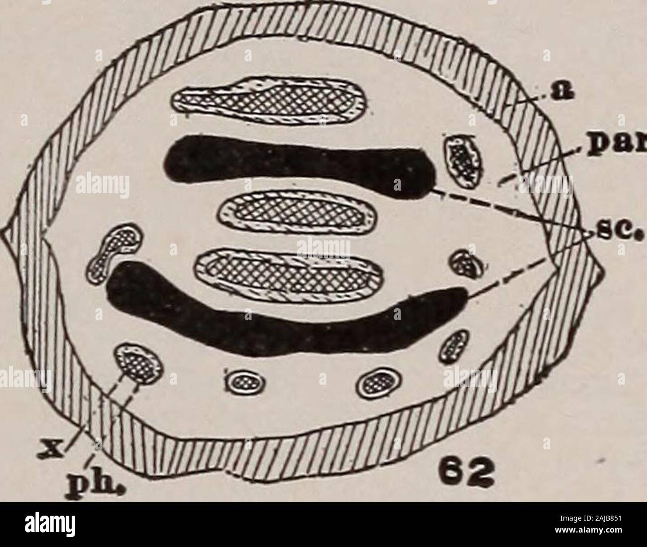 Elementary botany . hloem bythe phloem sheath, and this in turn bythe endodermis, giving a concentric ar-rangement of the component tissues. A cross-section of the stem (fig.419) shows two large areas of sclerenchyma, which gives the chief mechan-ical support, the bundles being comparatively weak. 712. Origin of root tissues.—A similar apical meristem exists in roots,but there is in addition a fourth region of formative tissue in front of themeristem called calyptrogen (fig. 420). This gives rise to the root capwhich serves to protect the meristem. The vascular cylinder in roots isvery differe Stock Photo