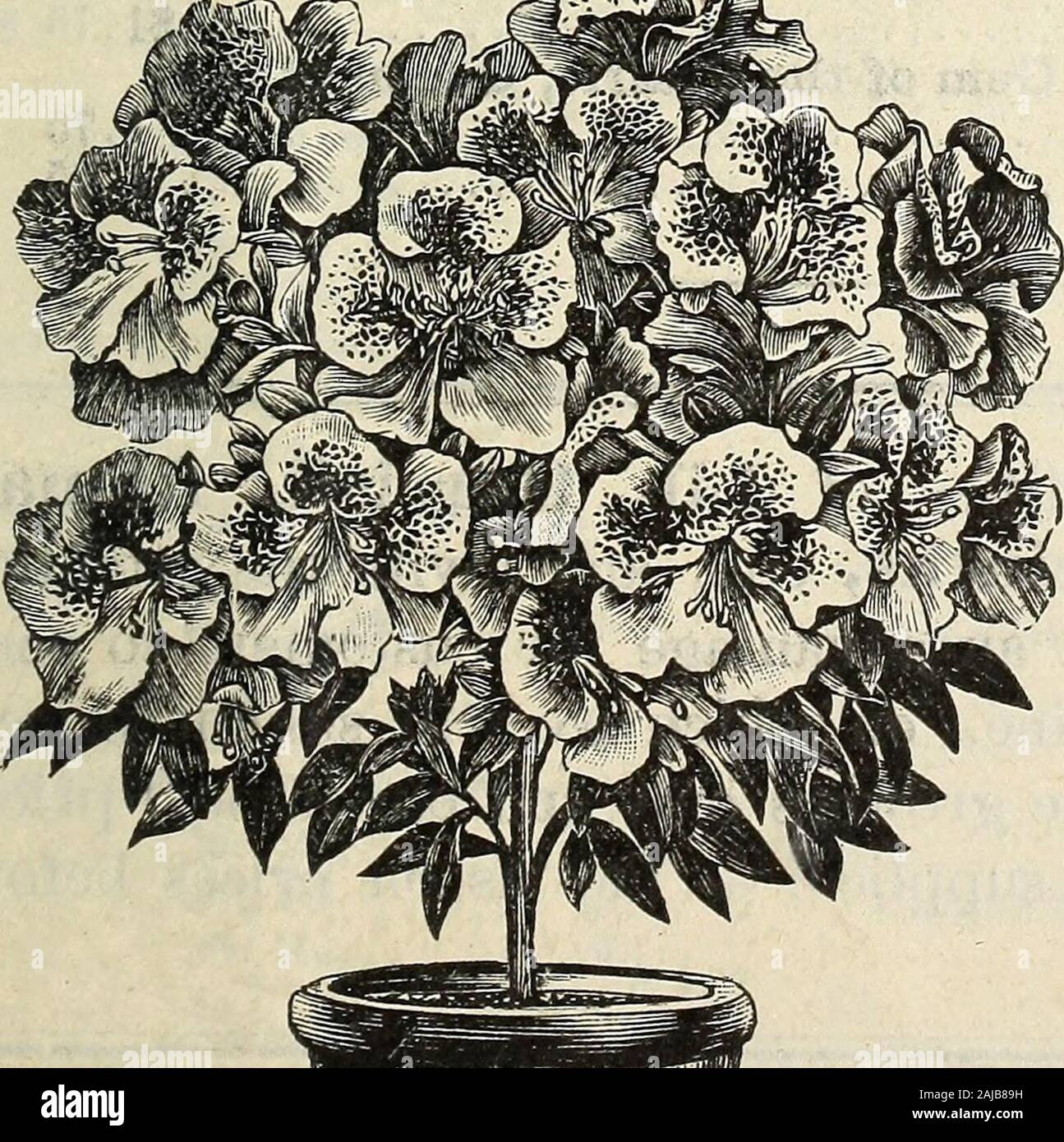 Barnard's wholesale florists' list of seeds bulbs sundries, etc : spring edition 1895 . arly fiowering variety; 3 years old 4.75 37.50 FLAMMULA. White; fragrant 4.75 37.50 HENRYI. Large, finely formed white flowers; extra strong 4.75 37.50 LAWSONIANA. Pvosy purple; 3 years old 4.75 37.50 MRS. BATEMANN. Pale lavender; fine 4.50SIEBOLDI. Lavender color; extra strong 4.50LANUGINOSA CANDIDA. Tinted grayish white; fine; 3 years old 6.00 AMPELOPSIS VEITCHI (Boston Ivy.) Extra strong 1.75 12.50 ARISTOLOCHIA SIPHO (Dutchmans Pipe.) Fine climber; 8 to 10 feet; strong plants 5.00 HYDRANGEA P. GRANDIFLOR Stock Photo