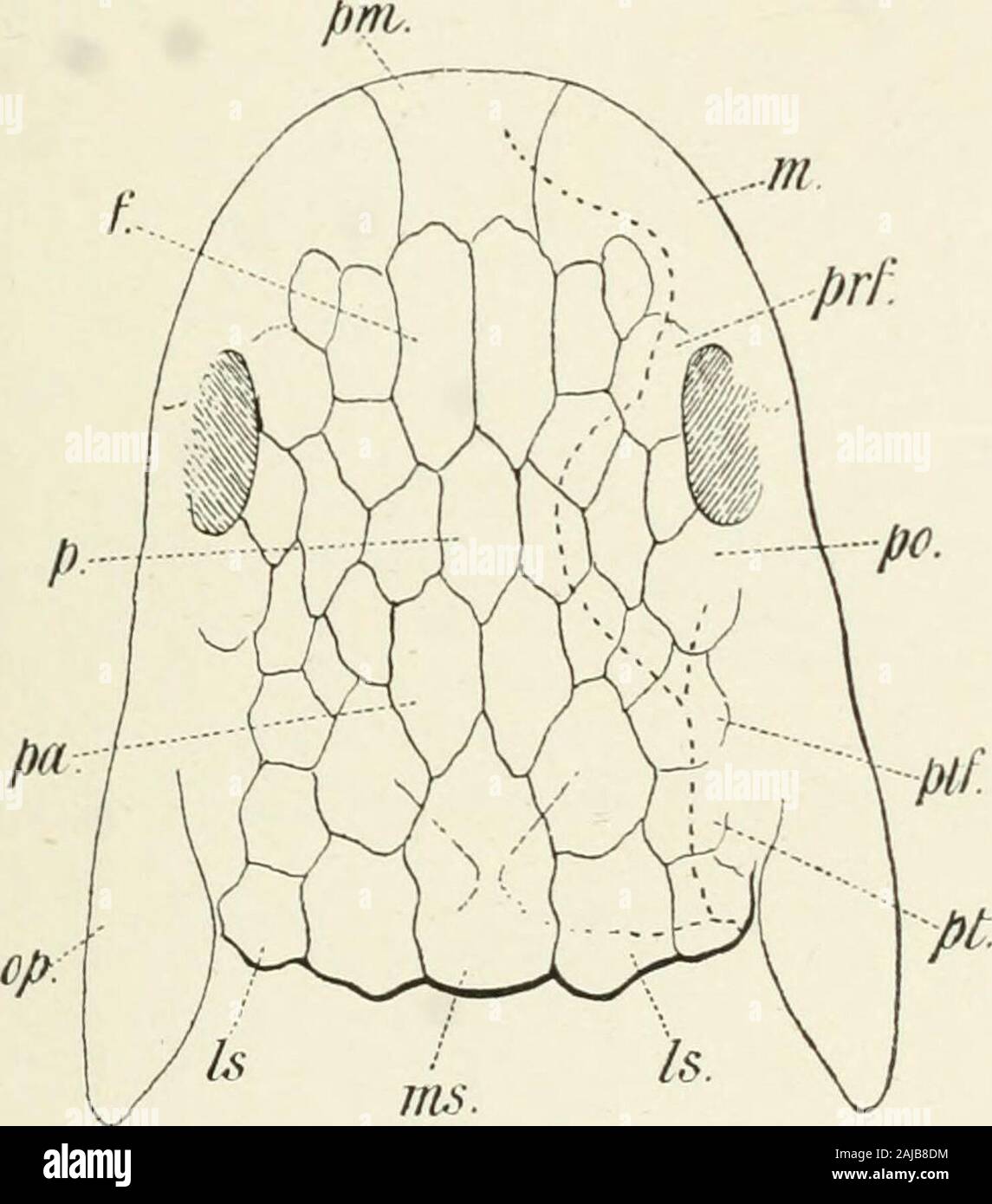 A treatise on zoology . Dipnoi (Fig. 97). The Dipneumones differ from Ceratodus chiefly in the furthermodification of the dermal bones. The postorbitals and suborbitalsare gone. The ethmoid remains in front, and a large medianbone lying on the chondrocranium, and partly below the muscles,probably represents the occipital. The laterals project freelybehind over the muscles (Fig. 211). It is obvious that the cranialbones of the modern Dipnoi arc in a very specialised condition. TEETH 241 The nostrils in all Dipnoi are on the ventral surface of the snout.There are separate anterior or external na Stock Photo