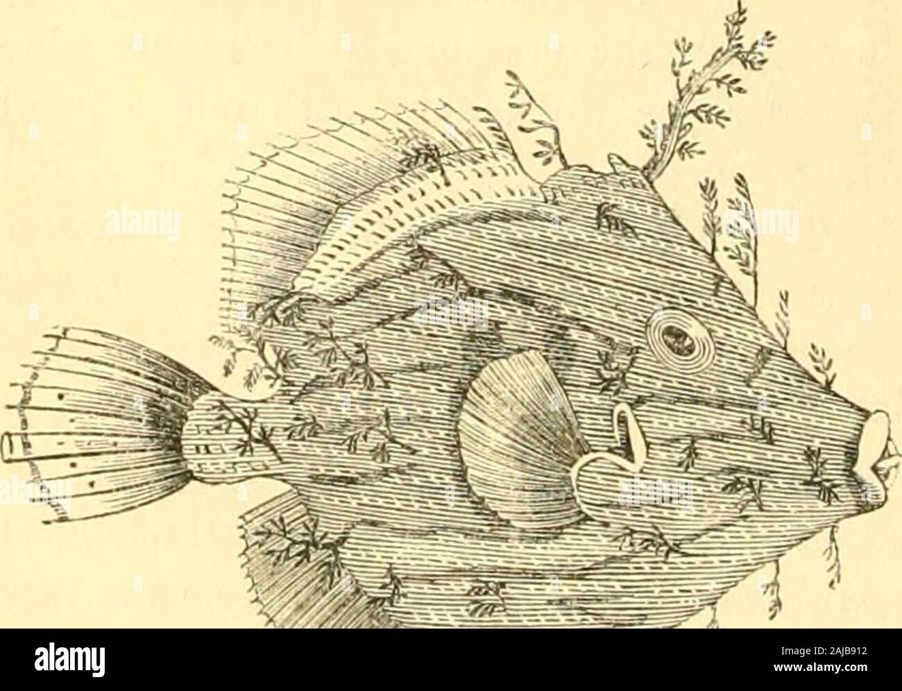 The animal kingdom, arranged after its organization : forming a natural history of animals, and an introduction to comparative anatomy . which do not overlap each other, but have the appearance of The animal kingdom, arranged after its organization : forming a natural history of animals, and an introduction to comparative anatomy . which do not overlap each other, but have the appearance of