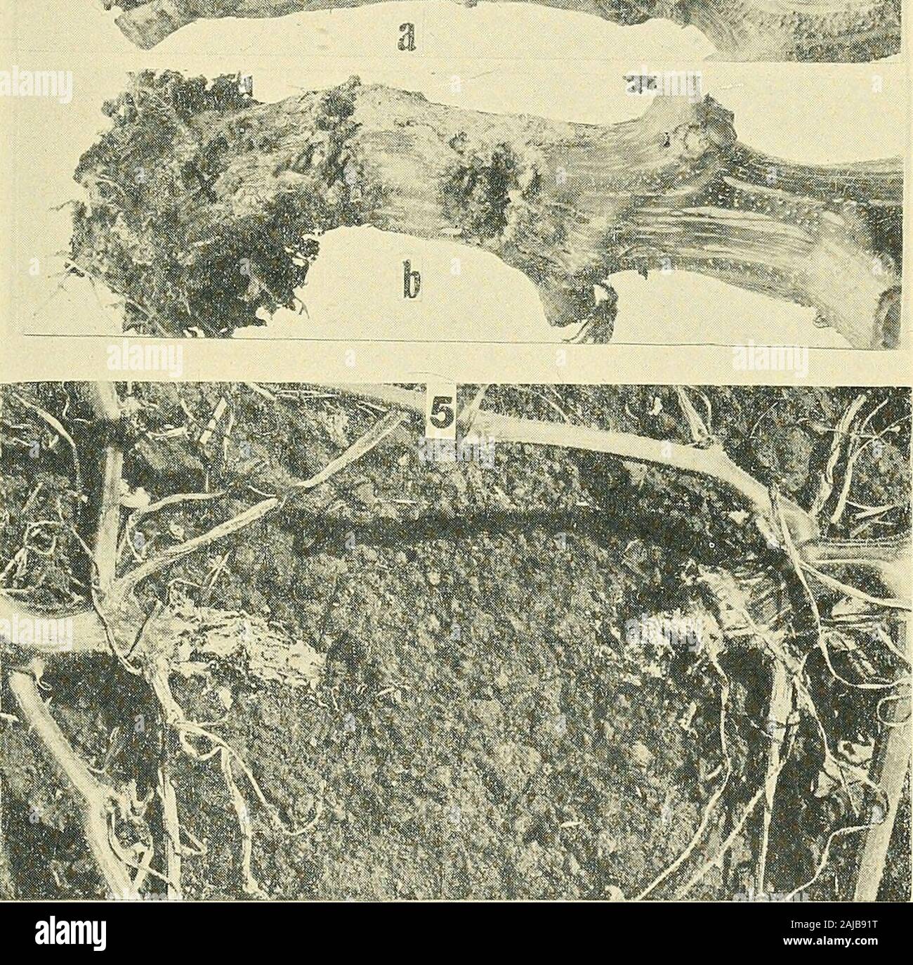Annual report . Fig. 2. Photomicrograph of squash vine borer eggs, x 24 Coiiginal). Fig. 3. Newly hatched squash vine borer larva. Photomicrograph, x 13 foriginal). Fig. 4. a. Healthy squash stem. 6. Badly infested squash stem. Note burrows atX. rPhoto by R. L. Coffin.)Fig. 5. Center of badly infested hill of squash. Note shredded condition of the bases of the stems. (Photo by R. L. Coffin.) 73 reduced, however, if not lost entirely in dry portions of the field or in dry years,or when fertilization of a naturally poor soil has been confined to the hill, as is sooften the case. In the case of s Stock Photo