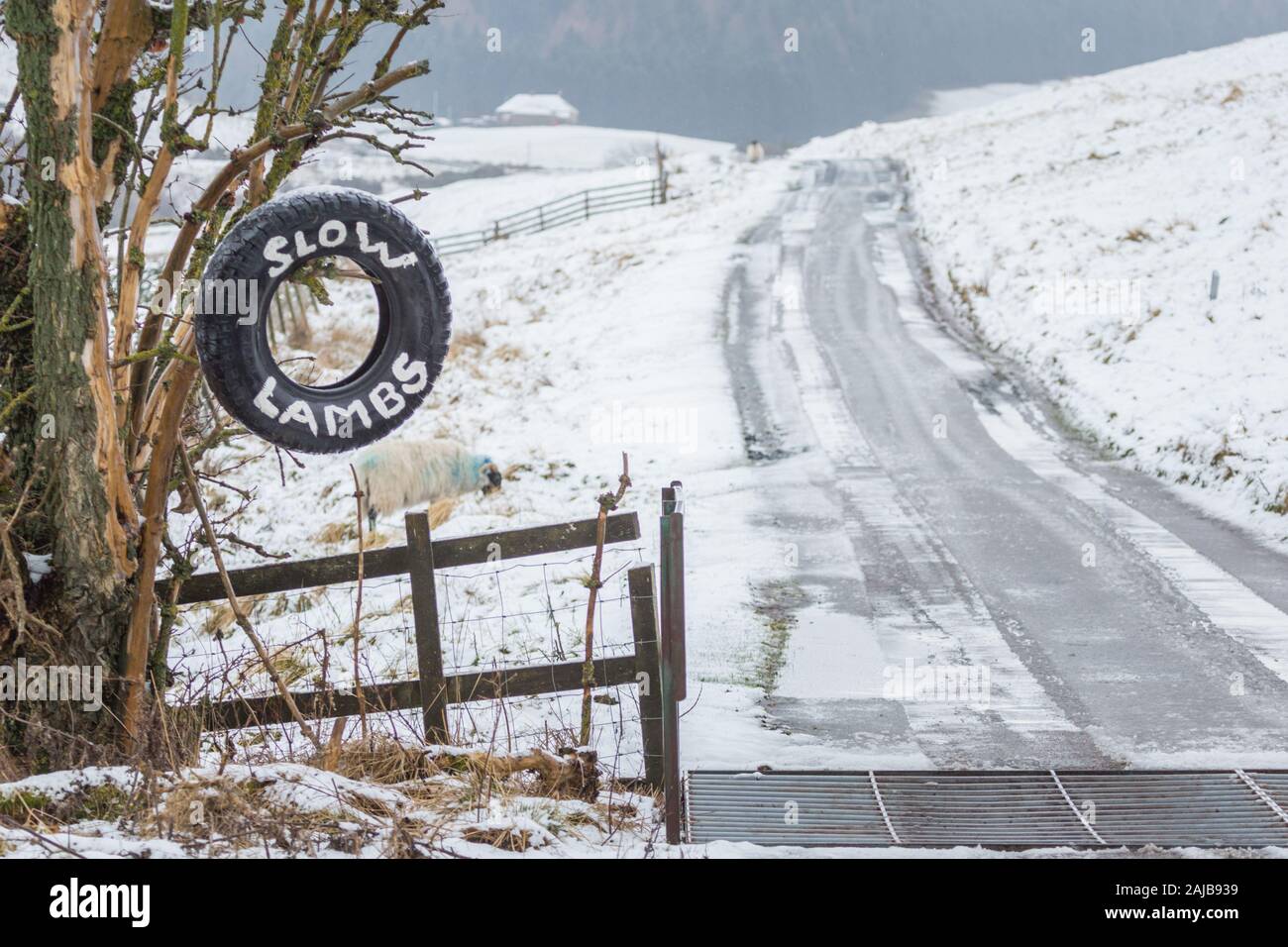 A Tyre Used As A Sign Warning Drivers To Take Care And Slow Down For New Born Lambs In Winter With Snow In College Valley Northumberland Stock Photo Alamy