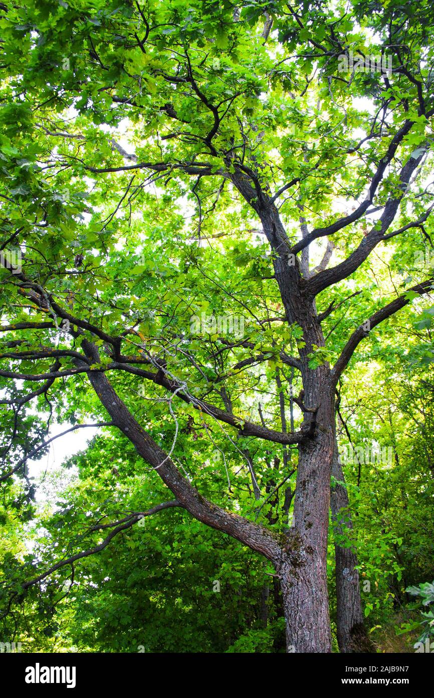Big oak tree in green summer forest. Holosiivskyi National Nature Park