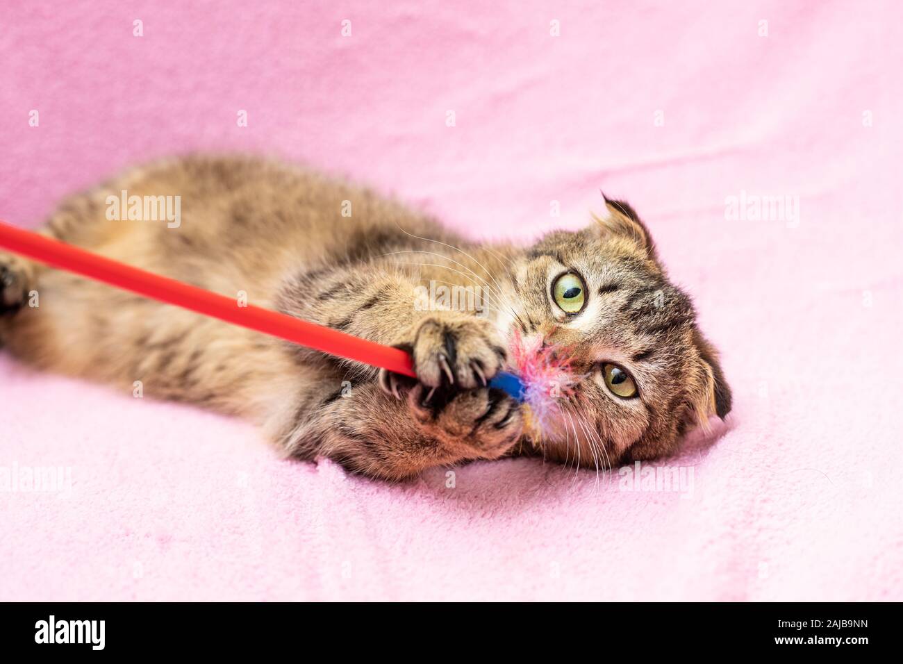Funny happy tabby cat is playing Stock Photo